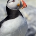 puffin_atlantic_msi_v_2718_can2105.jpg